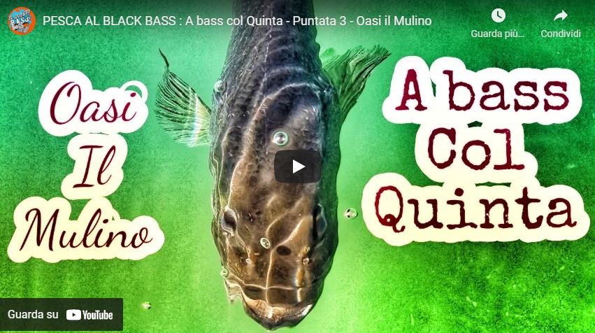 PESCA AL BLACK BASS : A bass col Quinta – Puntata 3 – Oasi il Mulino